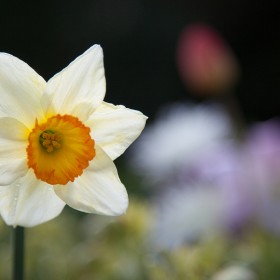 Solitary Narcissus